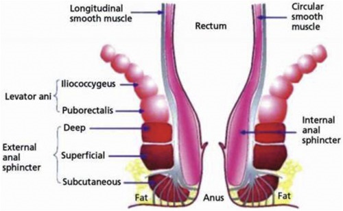 External Anal Sphincter Innervation