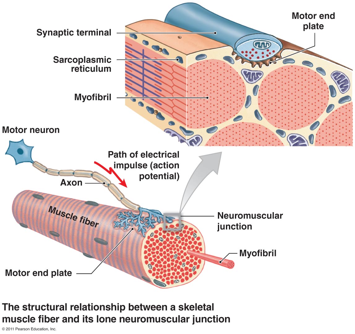 labeled neuromuscular junction
