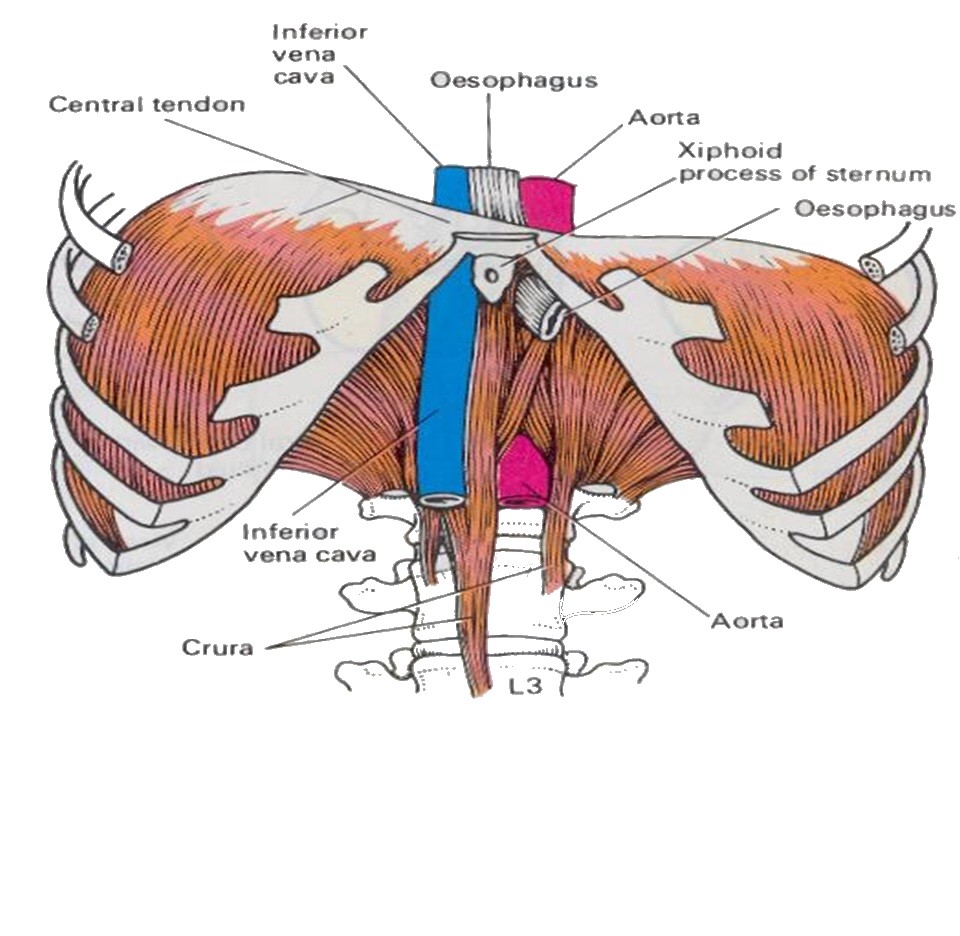 Image result for central tendon of diaphragm