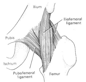 The Hip Joint