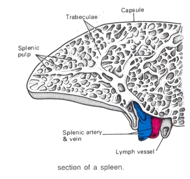 structure of spleen