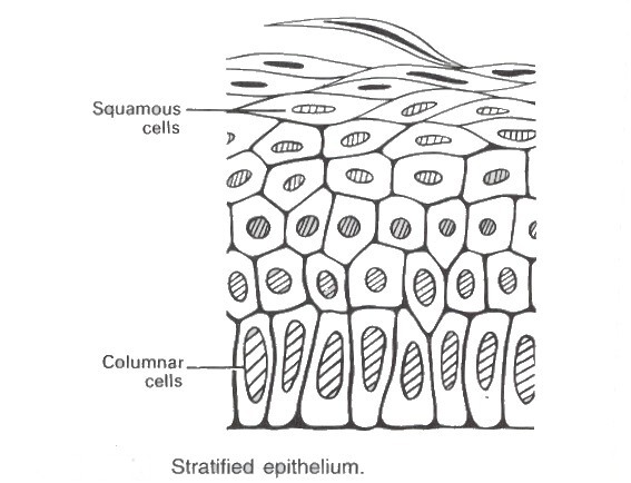 Epithelium